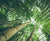 Bamboo for Me and You: 3 Benefits of Bamboo Socks